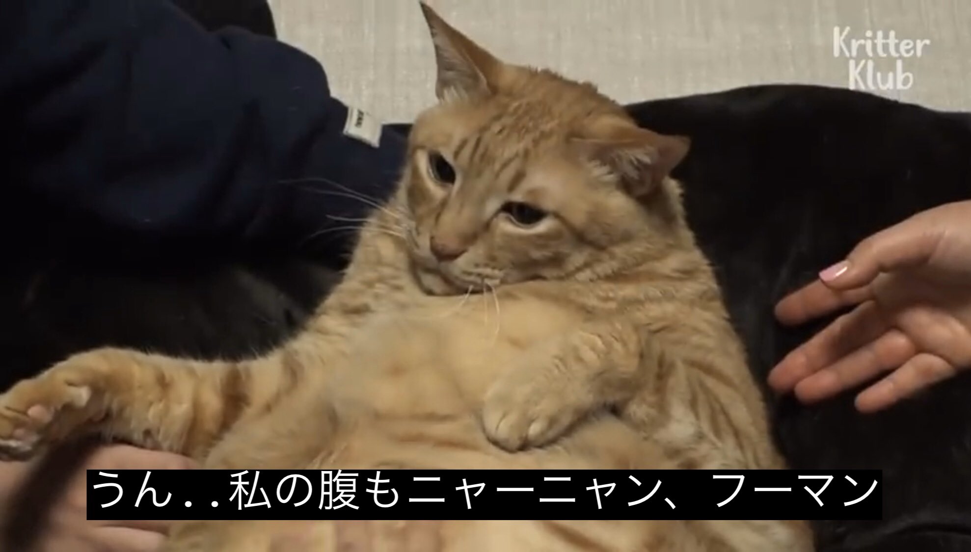 どうぶつ動画字幕bot Twitterissa うん 私の腹もニャーニャン フーマンhttps T Co Tbdacgrye5 Twitter どうぶつ動画字幕bot Twitterissa うん 私の腹もニャーニャン フーマンhttps T Co Tbdacgrye5 Twitter