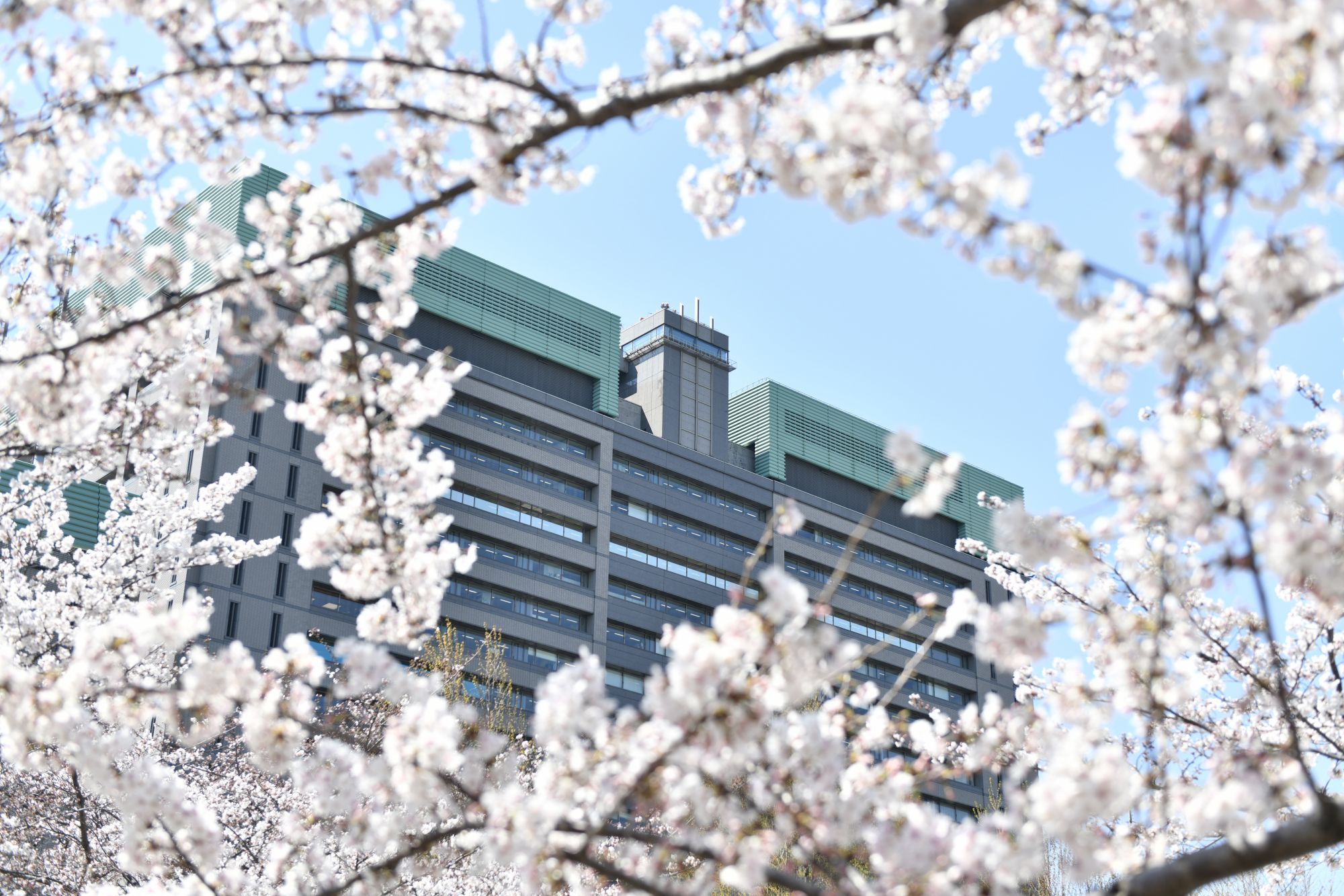 防衛省 海上自衛隊 バーチャル花見 新型コロナウイルス感染防止のため 花見を自粛されている方のために 海上自衛官が勤務する各地における桜の風景をお届けします 本日は市ヶ谷地区の桜です バーチャル花見 エア花見 T Co Kmyrldxpjn