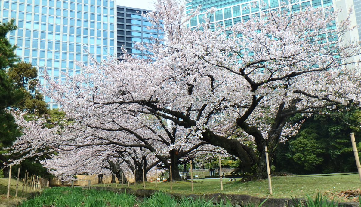 浜離宮恩賜庭園 臨時休園中ですが 桜の ソメイヨシノ と 開花しはじめた ウコン の様子をお届け致します ウコン は珍しい色の桜で 葉っぱに見間違えられることも 海手お伝い橋 の近くに咲いています 浜離宮恩賜庭園 桜 臨時休園の