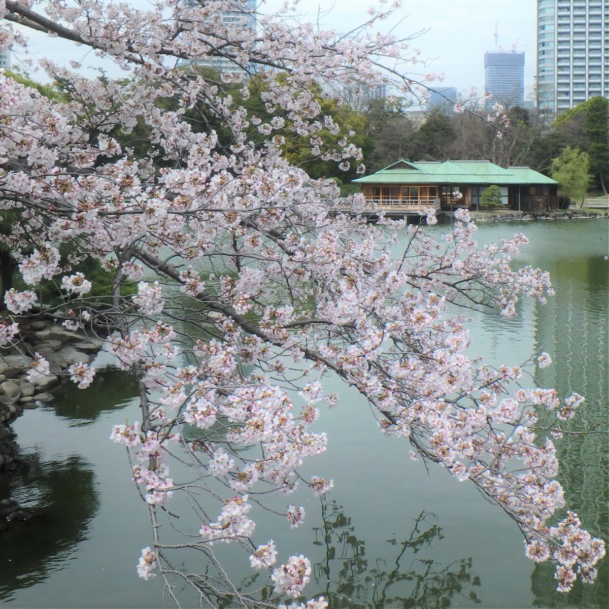 浜離宮恩賜庭園 臨時休園中ですが 桜の ソメイヨシノ と 開花しはじめた ウコン の様子をお届け致します ウコン は珍しい色の桜で 葉っぱに見間違えられることも 海手お伝い橋 の近くに咲いています 浜離宮恩賜庭園 桜 臨時休園の