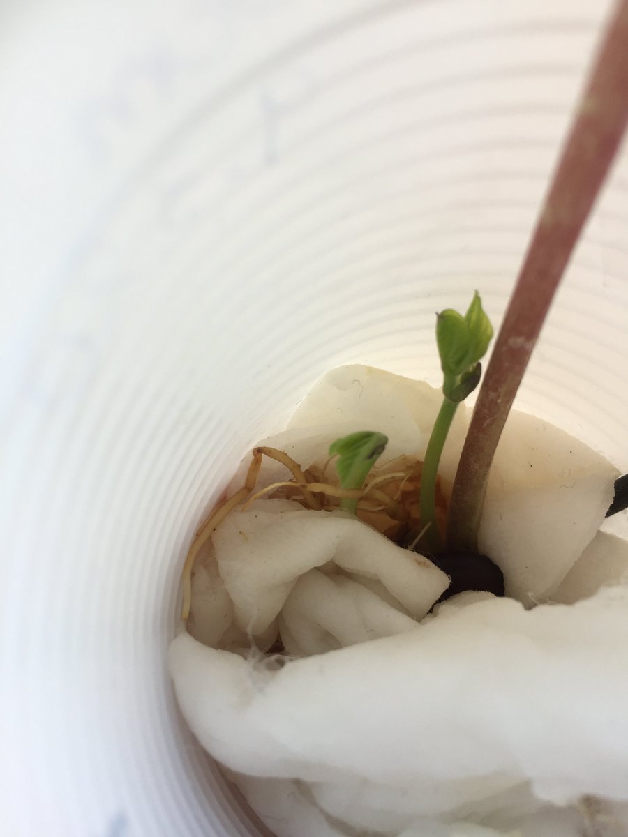 Little Mead Primary tweet media