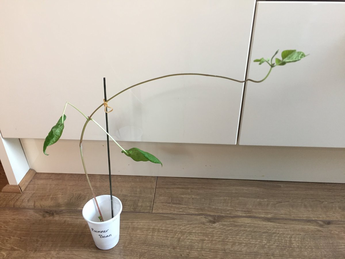 Mrs Roberts’ runner bean is reaching new heights and 2 new shoots have appeared from the same bean! Y6, Y4, Y3: I hope your beans are still growing well.