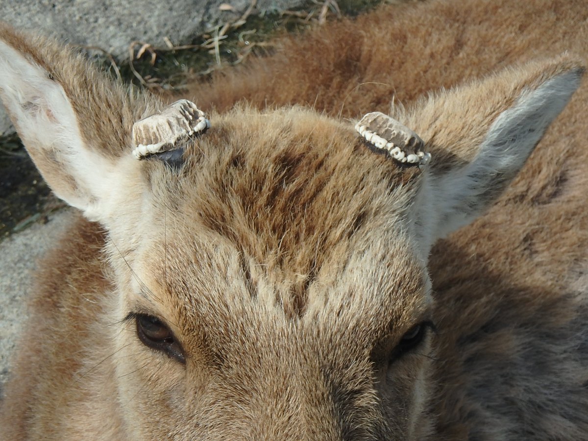 鹿の角(落ち角) ホンシュウジカの落角(らっかく)の季節になりました！実はシカの角は1