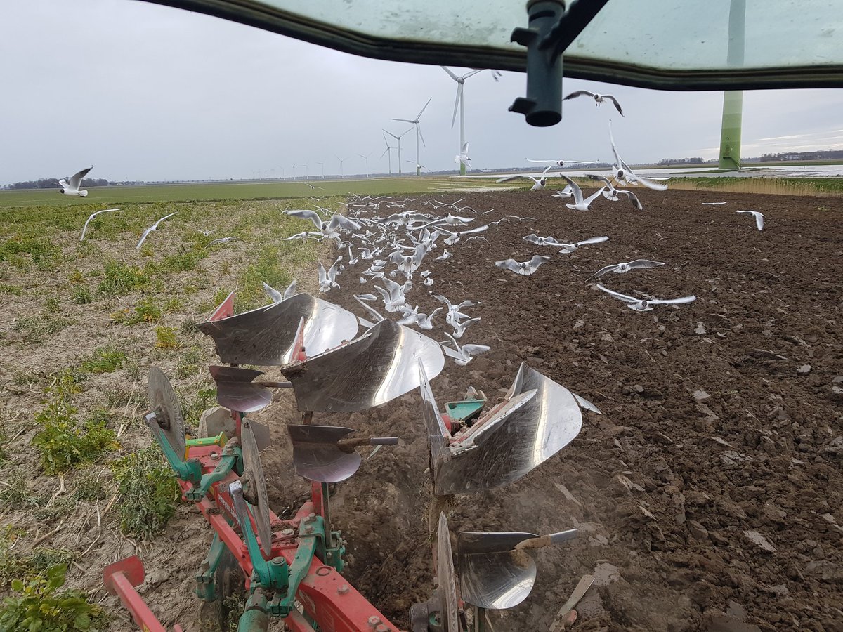 Landbouwgrond is helemaal dood door het #glyfosaat gebruik... vlieg toch op. Mijn gevleugelde vrienden weten beter. <a href="/AkkerTweet/">Akkerwijzer.nl</a> <a href="/boerbewust/">Boer Bewust</a>