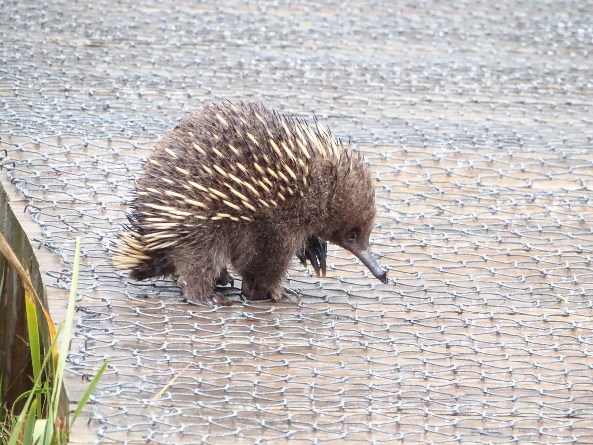There's nothing like watching a live echidna to demonstrate that