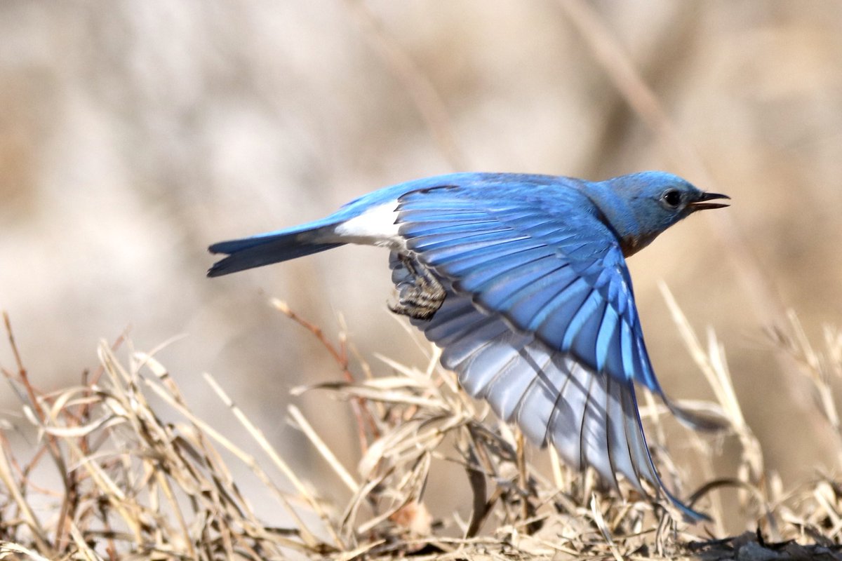 #MountainBluebird #birdwatching #birdphotography #naturephotography #NortheastSwale #YXE ⁦⁦⁦⁦@Meewasin⁩ March 29, 2020