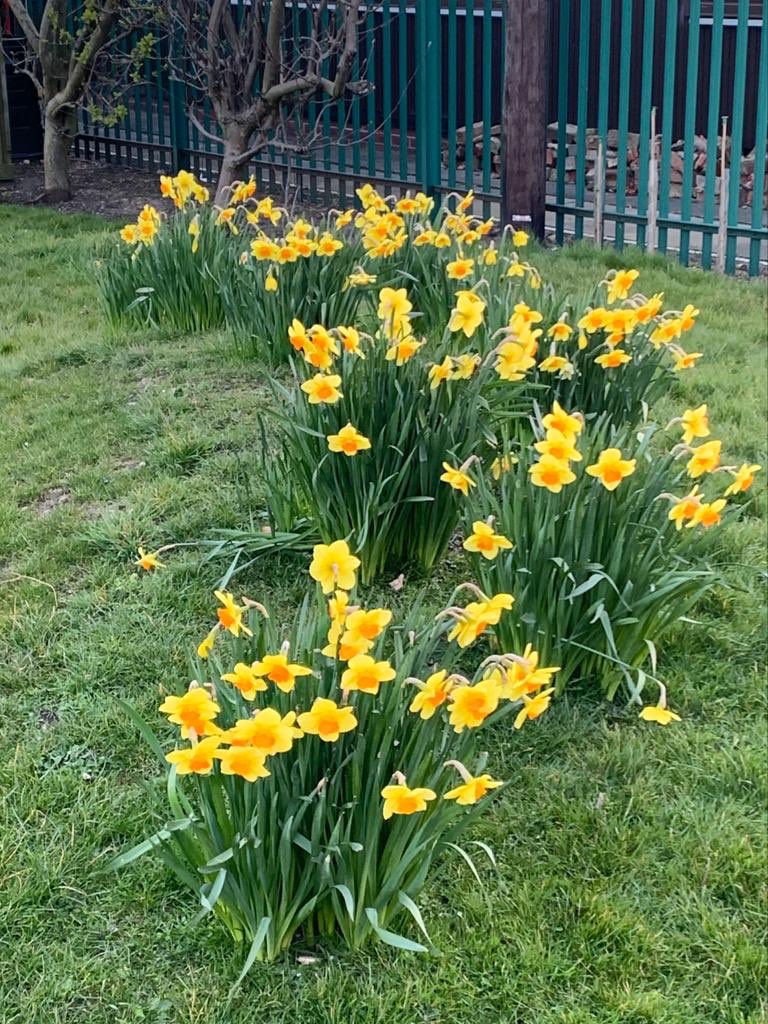 RuncieOf's tweet photo. Spring has sprung at ARFS!!! 🌈🌷🐣#spring https://t.co/3hKE2cY3FQ