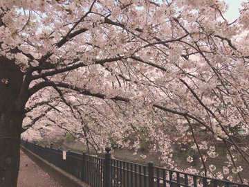 大岡川プロムナードお花見21の平日 土日の混雑状況 屋台や口コミまとめ 混雑してる