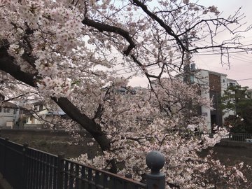 大岡川プロムナードお花見21の平日 土日の混雑状況 屋台や口コミまとめ 混雑してる