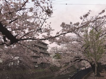 大岡川プロムナードお花見21の平日 土日の混雑状況 屋台や口コミまとめ 混雑してる