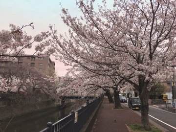 大岡川プロムナードお花見21の平日 土日の混雑状況 屋台や口コミまとめ 混雑してる
