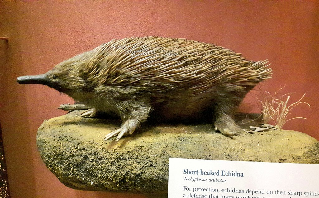 There's nothing like watching a live echidna to demonstrate that
