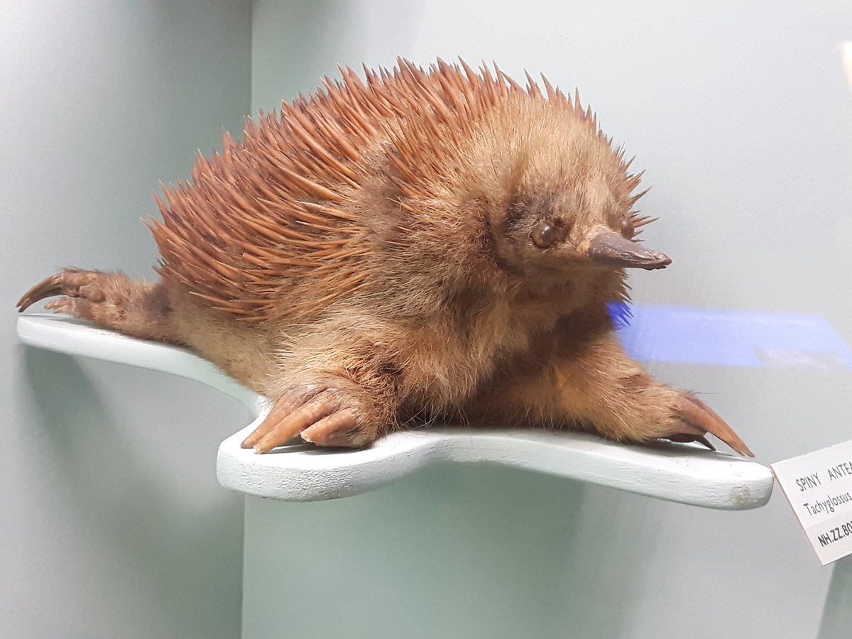 There's nothing like watching a live echidna to demonstrate that