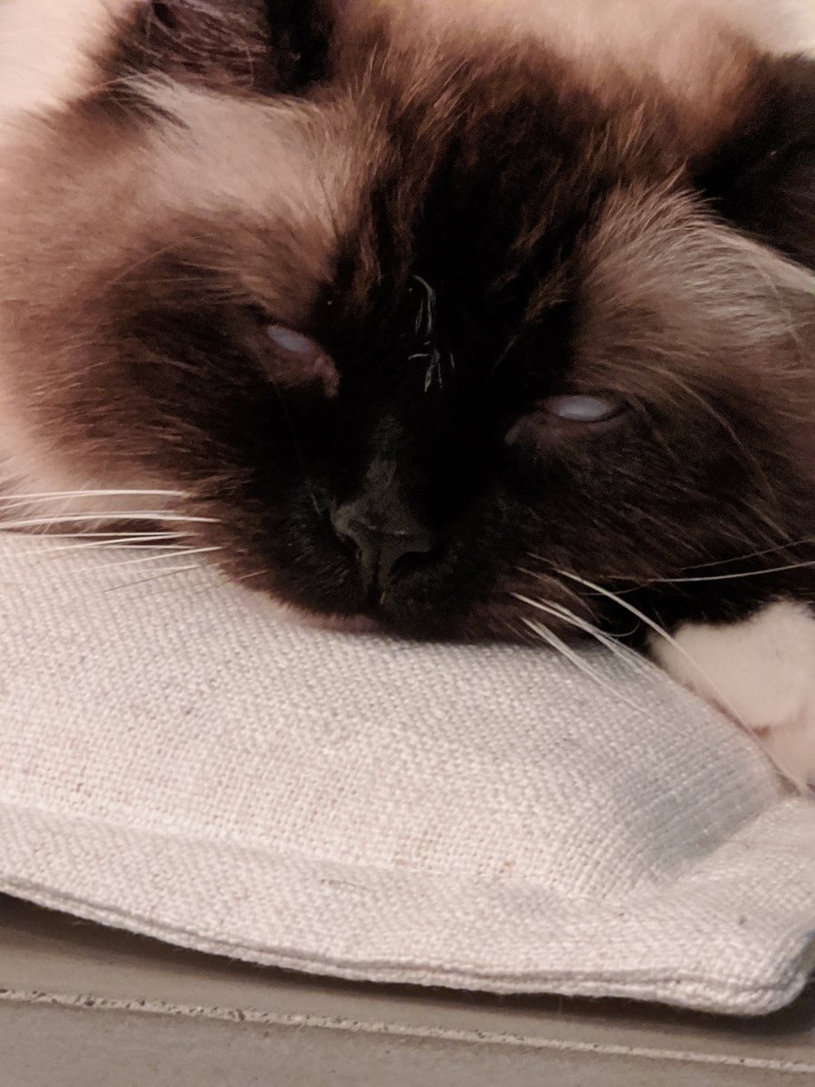 Northernlion's tweet photo. Day 13 of quarantine https://t.co/S6aJM3kiVG