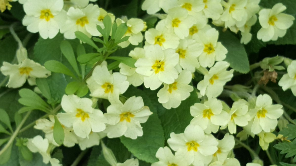 Rainshader Ltd tweet media