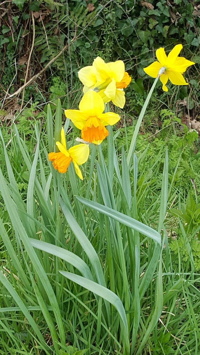 Rainshader Ltd tweet media