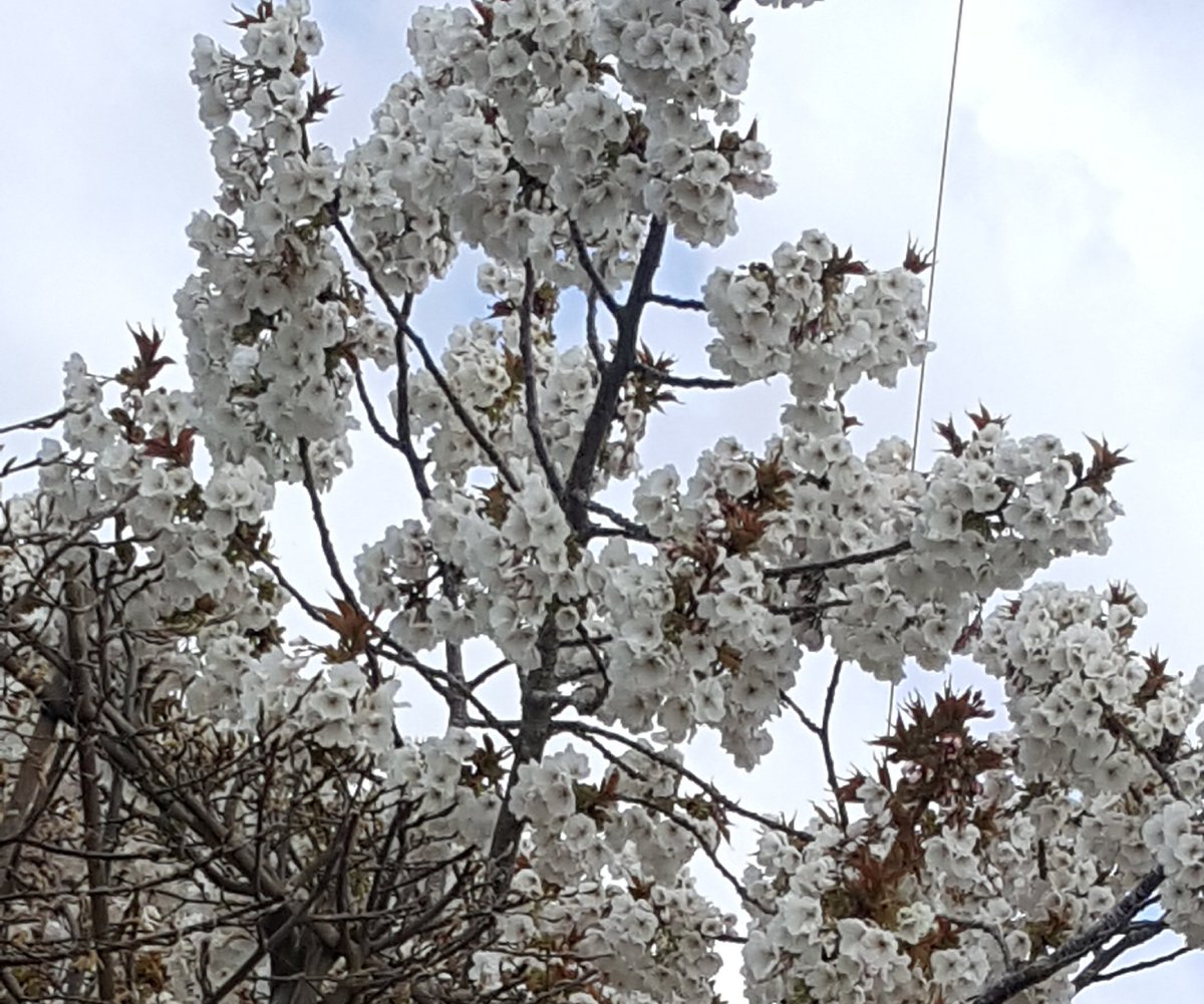 Which one is your favourite spring flower?
Primrose
Daffodil
Blossom
#spring #Flowers #gardeningisnotcancelled #Mindfulness #FreshAir #familytime #rainshader #lockdown