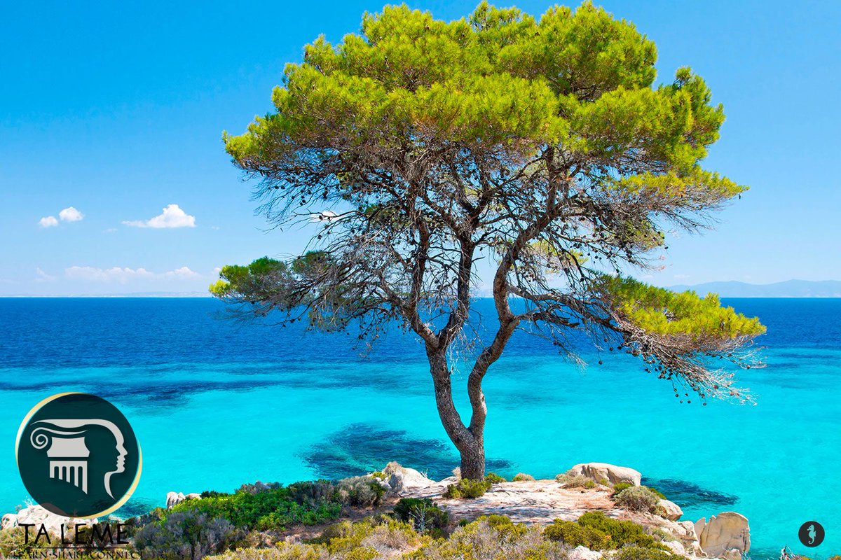 talemecom's tweet photo. #tree #chalkidiki #greece #planyourvacation #summer2020 #visitgreece #halkidiki #macedonia https://t.co/hbbp1HStFR