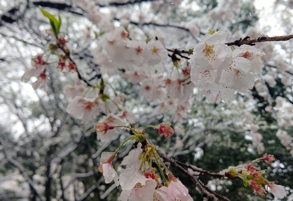 fripSide_anime's tweet photo. 記念に雪と桜 https://t.co/TuyeqN5Ohp