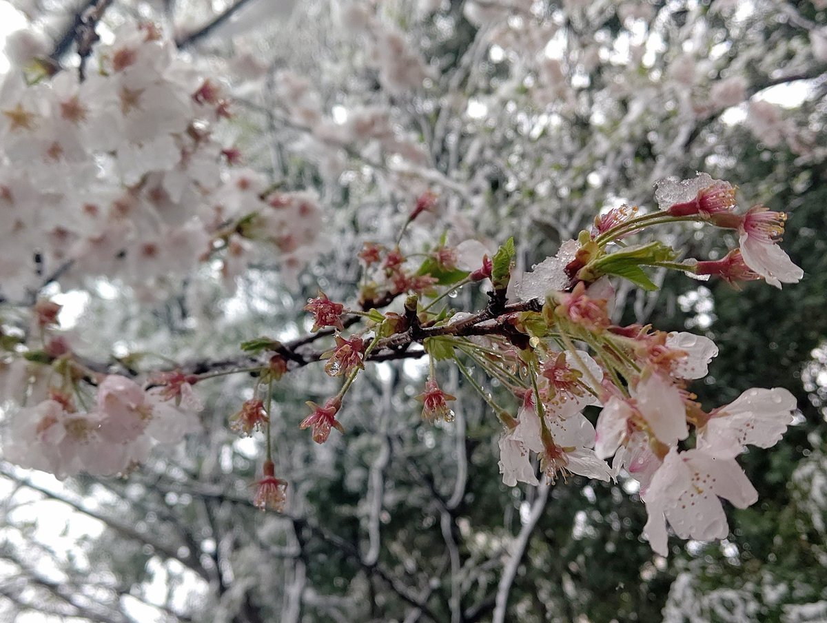 fripSide_anime's tweet photo. 記念に雪と桜 https://t.co/TuyeqN5Ohp