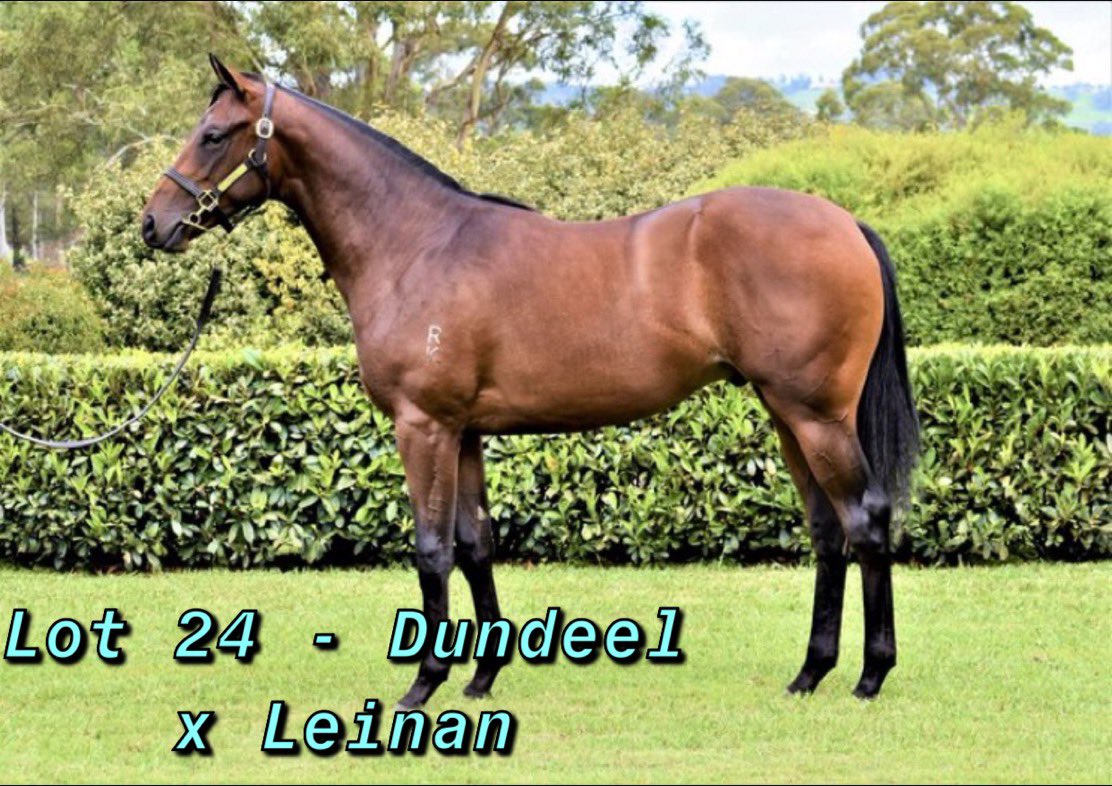 B2BThoroughbred's tweet photo. B2B Throughbreds are open for inspections this week in the lead up to the 2020 @inglis_sales Easter Sale. We are offering 3 top quality Yearlings that cannot be missed. If you would like to book an inspection please contact Alex Kingston on 0447 264 718 https://t.co/dC4FtBKo3L