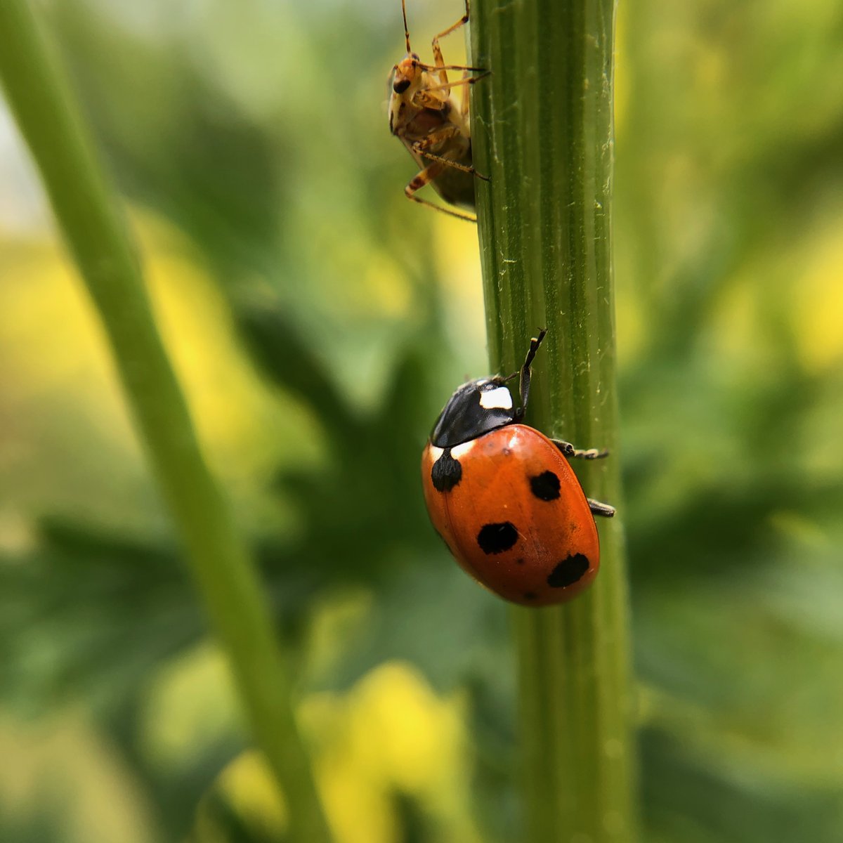 There are so many great places to go for information about British insects, here’s a few to get you started:  https://butterfly-conservation.org   https://www.bumblebeeconservation.org   https://www.coleoptera.org.uk 