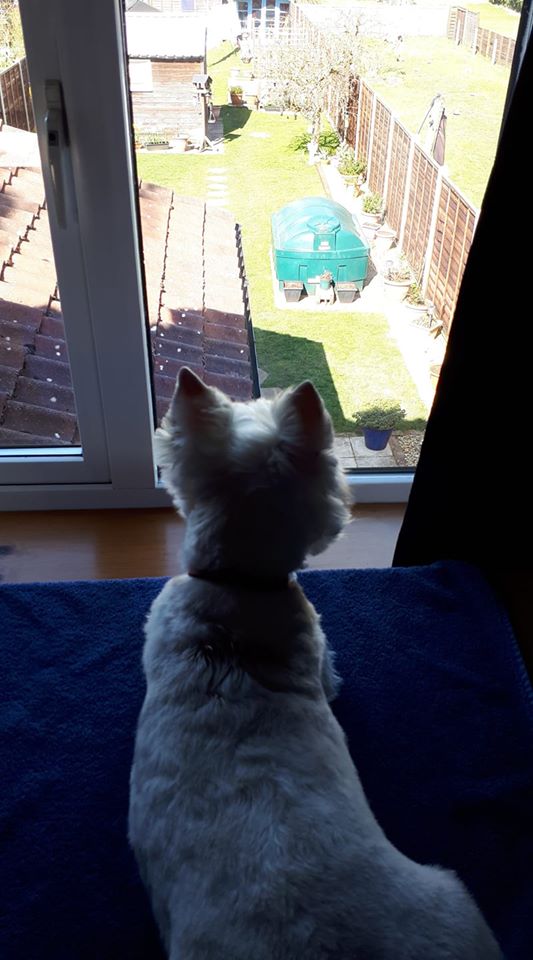 ChrisPage90's tweet photo. A new week and I'm wanting your #WindowWeather pics again for the programme tonight
Here's Buddy keeping a lookout!
📷 Caroline Skulski
@itvanglia | @itvweather | @itvnews https://t.co/FrlwS6d5PB