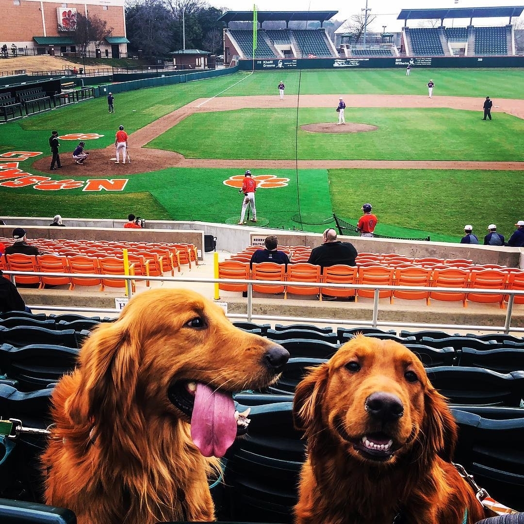 apm_clemson's tweet photo. College isn't the same without your furry friends! And with APM you don't have to leave them behind, we'll find the perfect apartment for you and your doggo 🐶 find out more, https://t.co/MT3yQufwzb

#clemsonapartments #dogs #cu21 #cu22 #cu23 #cu24 #gotigers #clemson https://t.co/DQP2Tcx2Ff