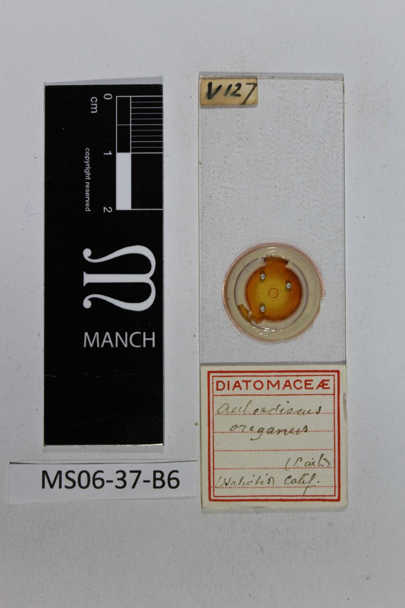 So, anyone know of a 'Haliotis' as a diatom locality in California? #handwriting #museumlabels @herbtranslate