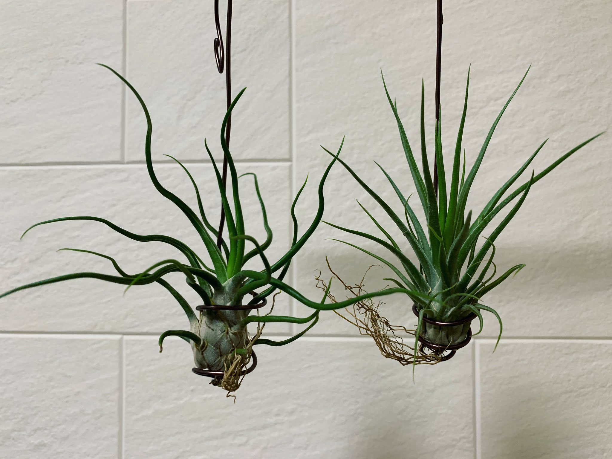 Tillandsia Joel Superior 速達発送 ?media_id=3222814238756831433