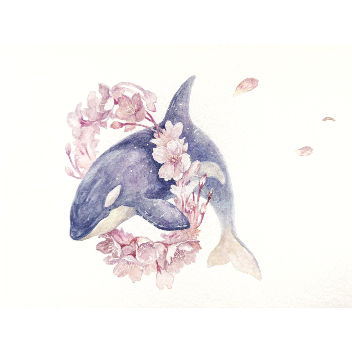 Hirotoshi Kanou 桜にシャチ 透明水彩 シャチ シャチ好き イラストすきな人と繋がりたい 絵描きさんと繫がりたい 桜すきな人と繋がりたい お花見