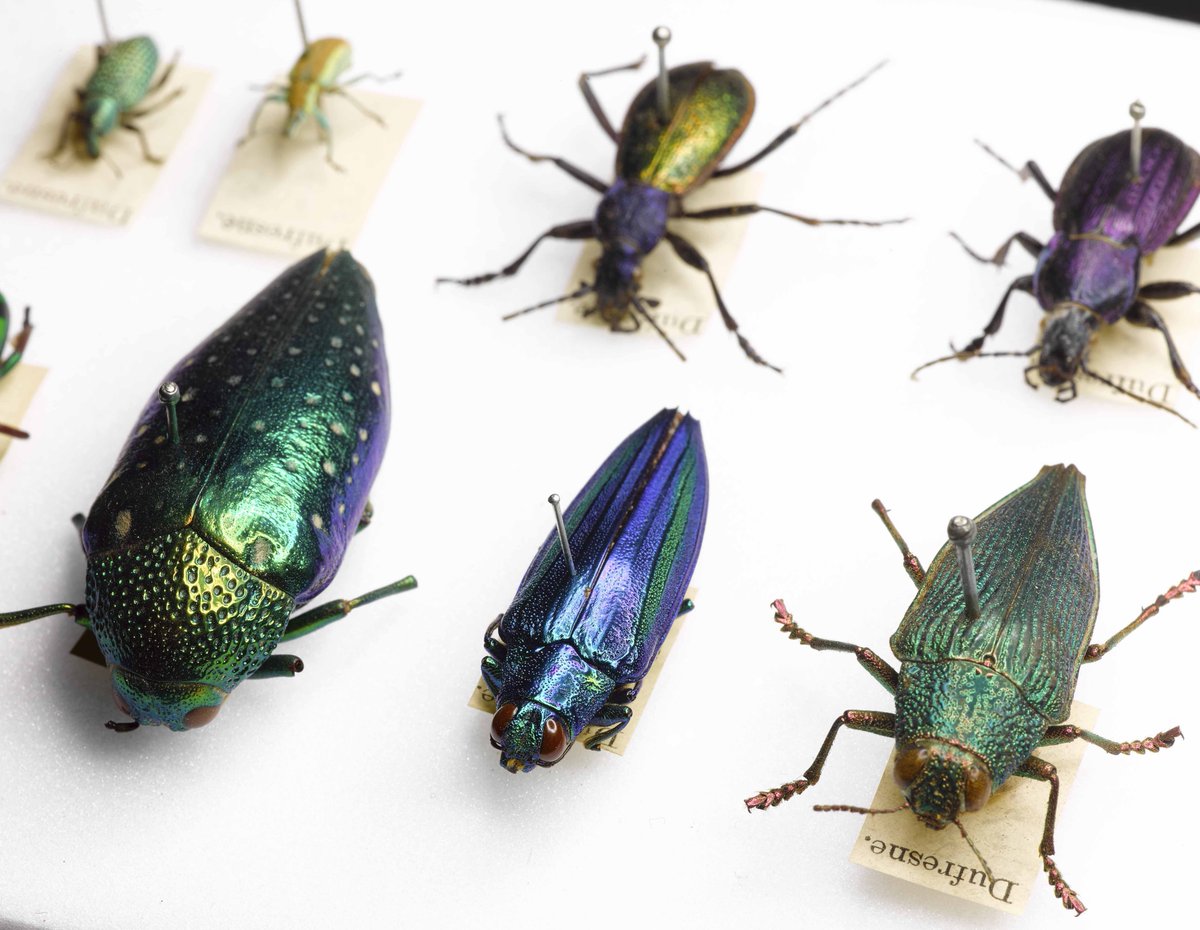 Q: Is there anything specifically about the NMS collections that first attracted you to working here?A: The history & diversity of the collectionsThe team of expert entomologists Opportunity for international collaboration