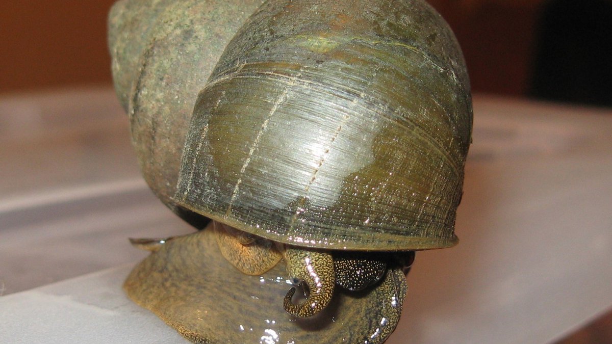 Remember to never release your #aquarium animals! Goldfish and Chinese mystery snails are popular pets that have become #invasivespecies in the Great Lakes region.

Learn more: transportzero.org/release-zero.h… #ReleaseZero