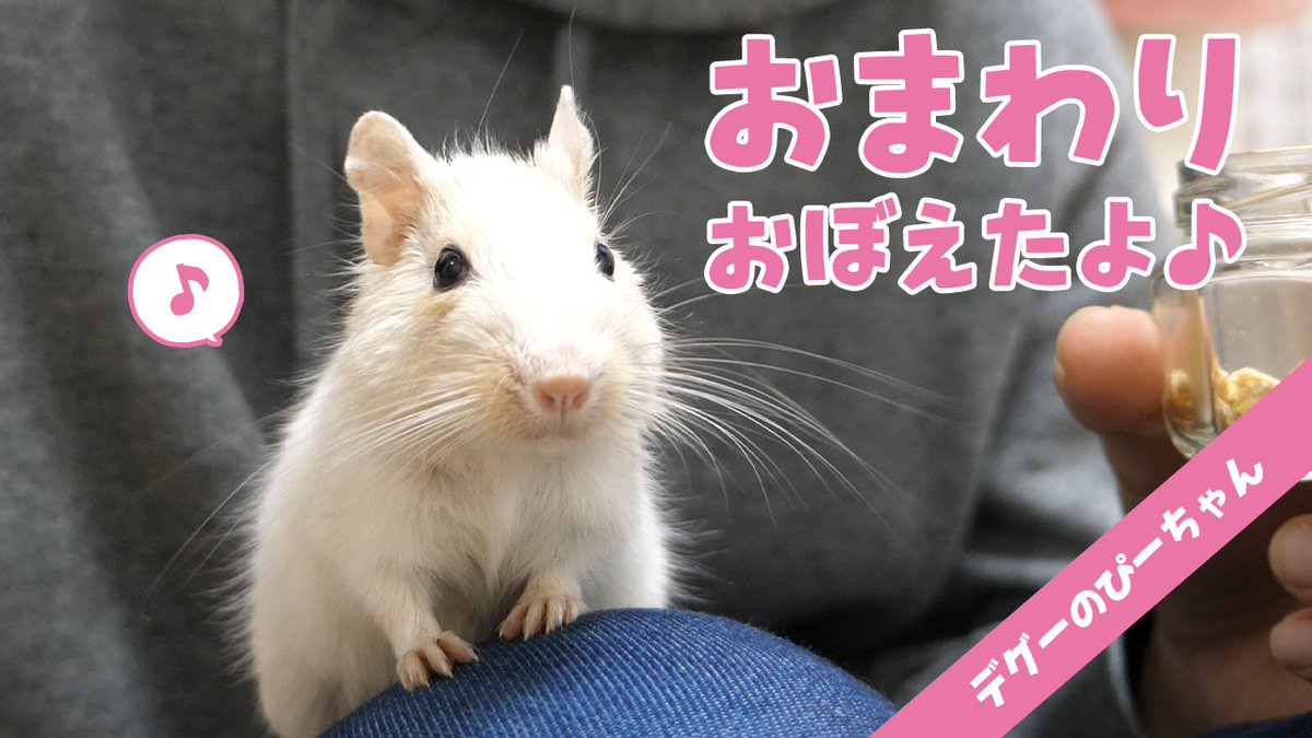 ちー ちーちゃんねる 今回はぴーちゃんのおまわりです デグー おまわり と聞くだけで回っちゃう 芸を覚えるデグーがすごい 動画はこちら T Co Dk7r54mfmj デグー Degu ぴーちゃん ちーちゃんねる
