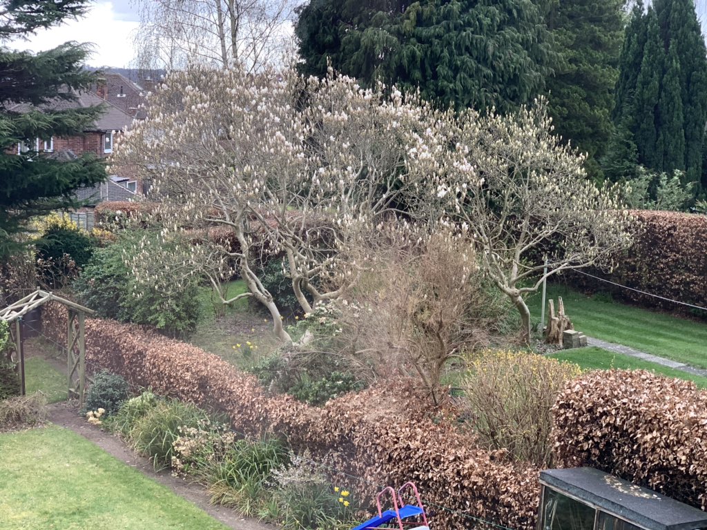 ibes77's tweet photo. One benefit of working from home is I might actually see next doors magnolia flower. Normally it goes from buds to petals on my lawn in the space of a day! #MagnoliaUpdate #WFHwindows https://t.co/5REUTBru2B