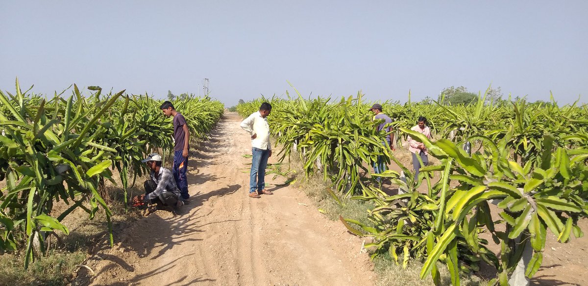 FarmRukmini's tweet photo. Dragon fruit stem cutting @rukminifam
#dragonfruit #agriculture #farming #agrotourism https://t.co/Zyh8vhoxhU