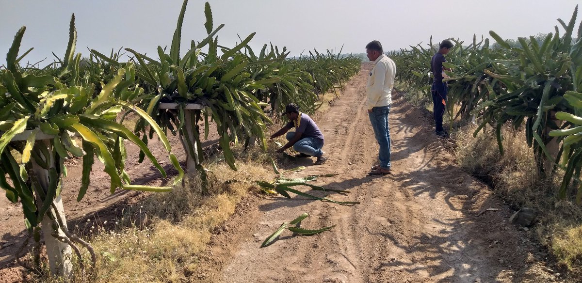 FarmRukmini's tweet photo. Dragon fruit stem cutting @rukminifam
#dragonfruit #agriculture #farming #agrotourism https://t.co/Zyh8vhoxhU
