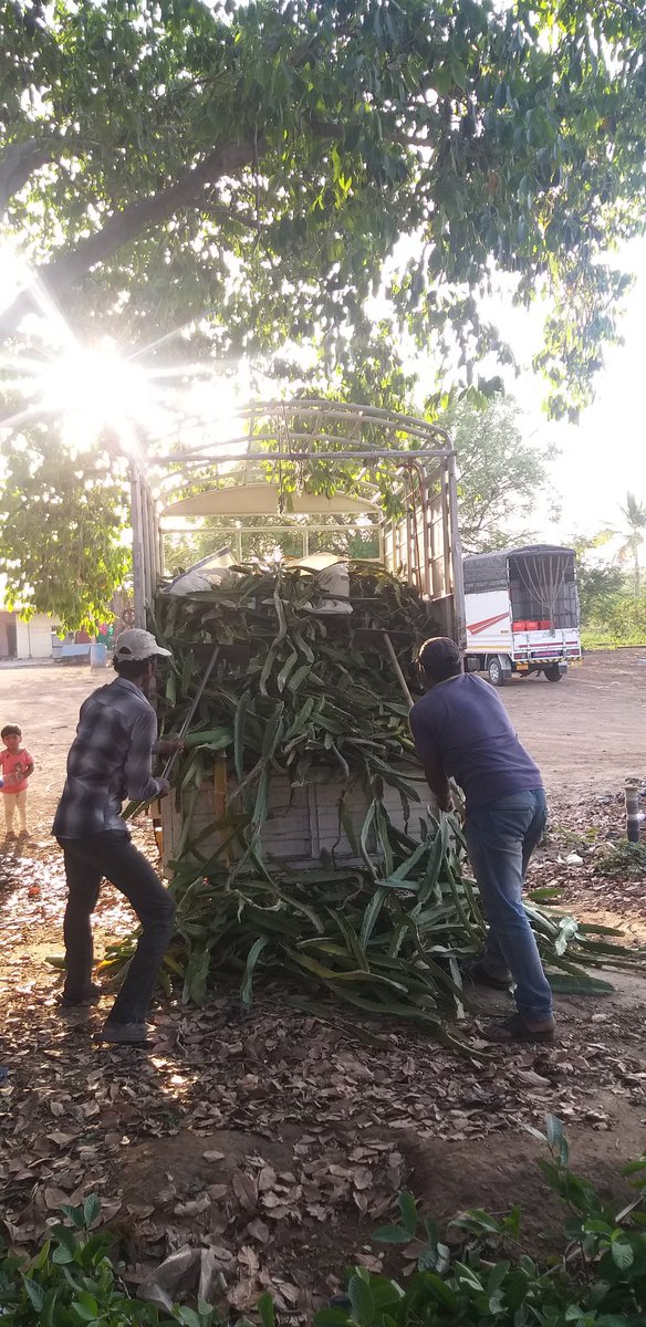 FarmRukmini's tweet photo. Dragon fruit stem cutting @rukminifam
#dragonfruit #agriculture #farming #agrotourism https://t.co/Zyh8vhoxhU
