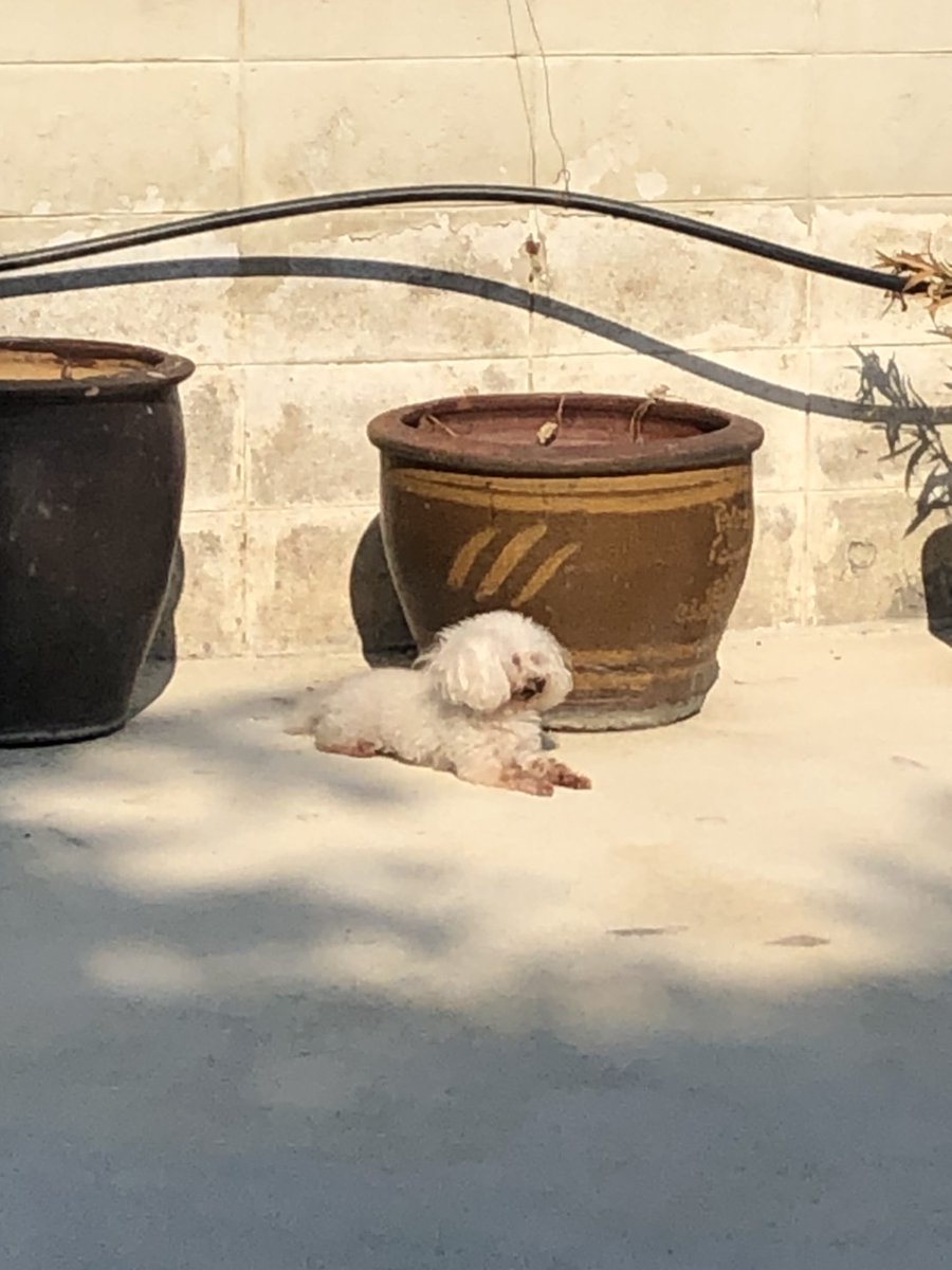 Sun Bathing.
