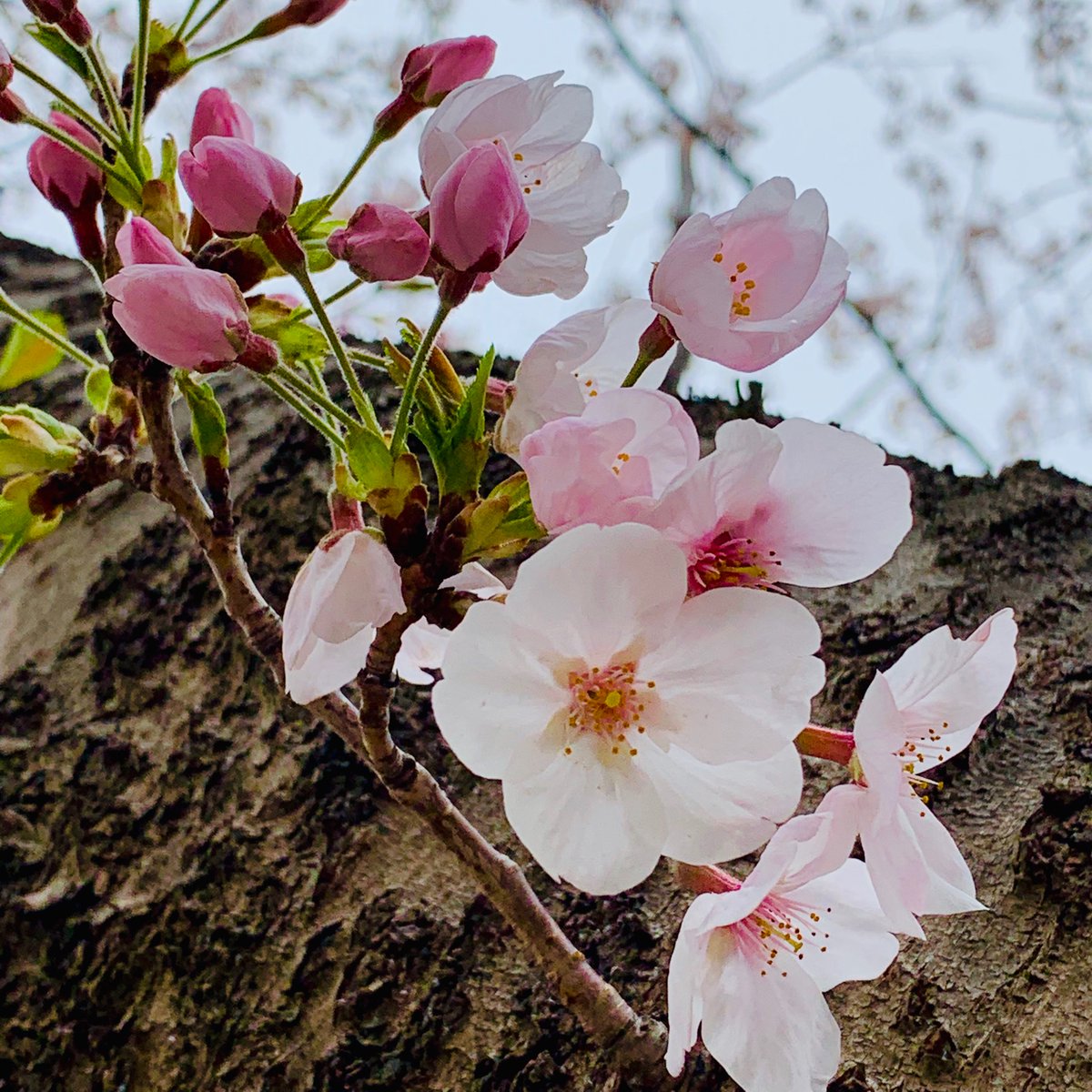 Suzume Stay At Home 道端の花 路上園芸 Flower Healing Relaxtime