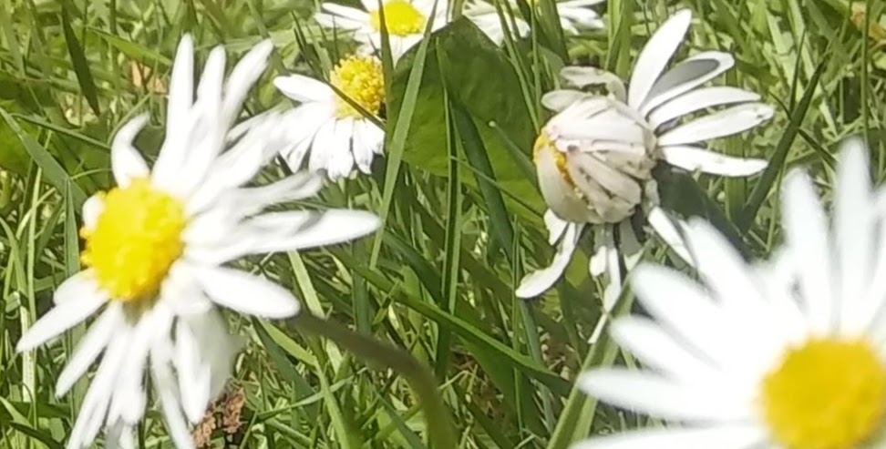 lgibson12397's tweet photo. may your day be filled with all the little moments that catch your eye and make you smile💗
〰️linda〰️
#myphoto #photo #nature #covid19UK #CoronavirusLockdownUK #BeSafe #StayHome #stayhealthy #NHSheroes #mentalhealth #MondayMorning
#mondaythoughts #MondayMotivation #inspirating https://t.co/JyoqPaIuzk