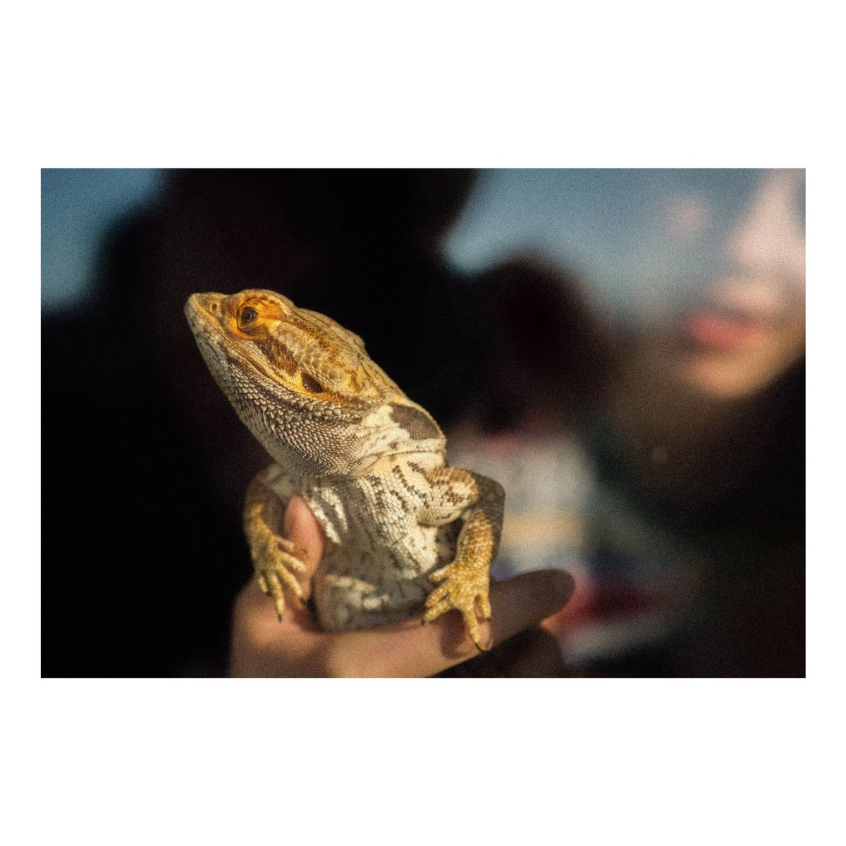 JaredQuah's tweet photo. Updating my Birdy account with some shots of Lucy and her dragon Ginny when I was in Sussex. 👩🏻🐉 https://t.co/F5wZoowzyF