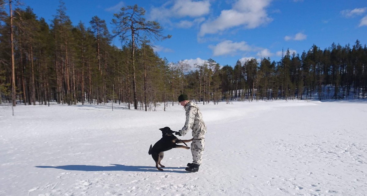 KainuunPR's tweet image. Koiranohjaajamme luovat suhdetta koiriinsa leikkimällä niiden kanssa maastossa.

Mikä onkaan parempaa tekemistä aurinkoisena talvipäivänä ainakaan Pikille, Köllille, Pinkalle ja Miinalle!

#kaipr #psvp #skos #maavoimat #sotakoira #virkakoira #intti