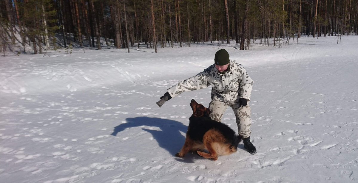 KainuunPR's tweet image. Koiranohjaajamme luovat suhdetta koiriinsa leikkimällä niiden kanssa maastossa.

Mikä onkaan parempaa tekemistä aurinkoisena talvipäivänä ainakaan Pikille, Köllille, Pinkalle ja Miinalle!

#kaipr #psvp #skos #maavoimat #sotakoira #virkakoira #intti