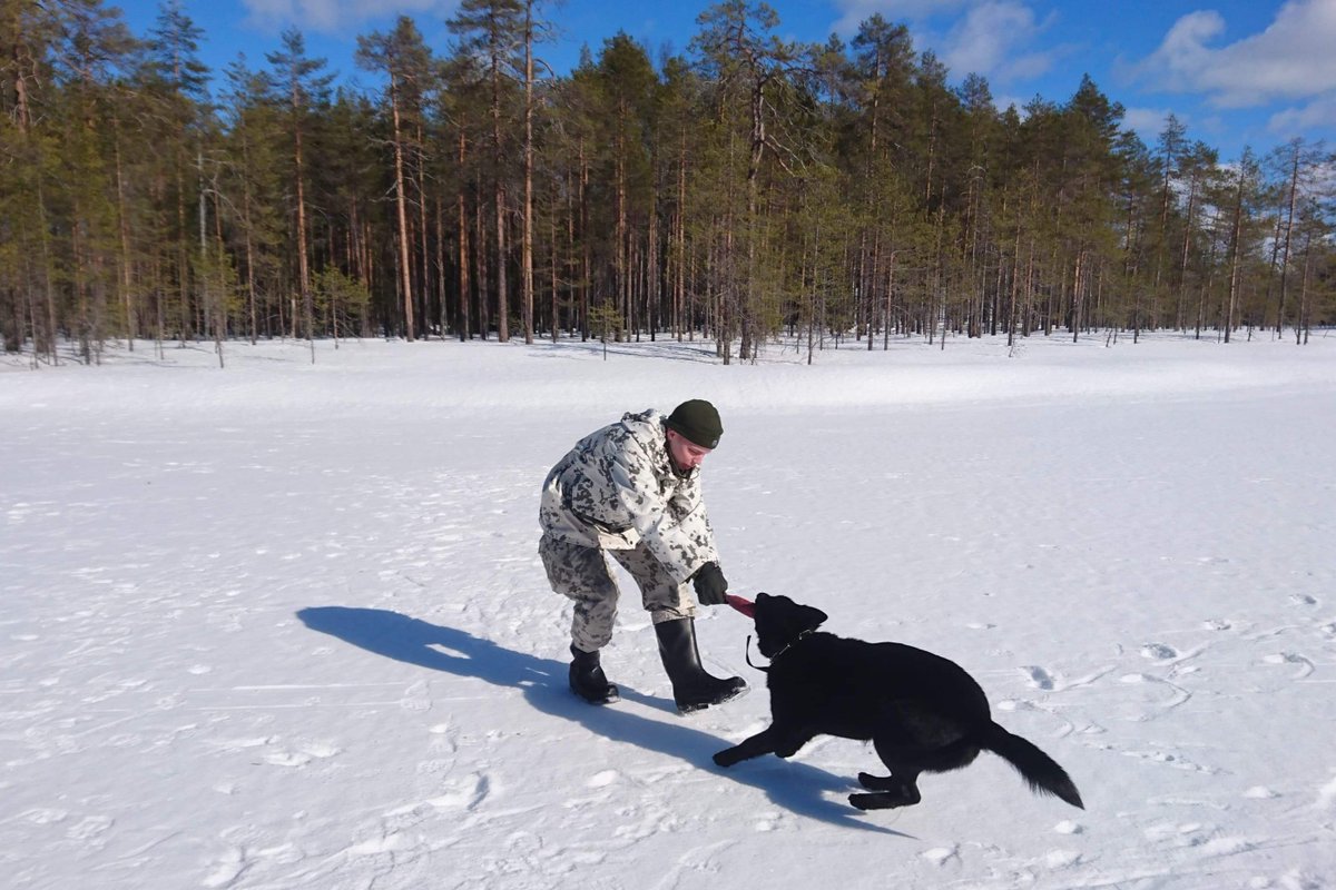 KainuunPR's tweet image. Koiranohjaajamme luovat suhdetta koiriinsa leikkimällä niiden kanssa maastossa.

Mikä onkaan parempaa tekemistä aurinkoisena talvipäivänä ainakaan Pikille, Köllille, Pinkalle ja Miinalle!

#kaipr #psvp #skos #maavoimat #sotakoira #virkakoira #intti