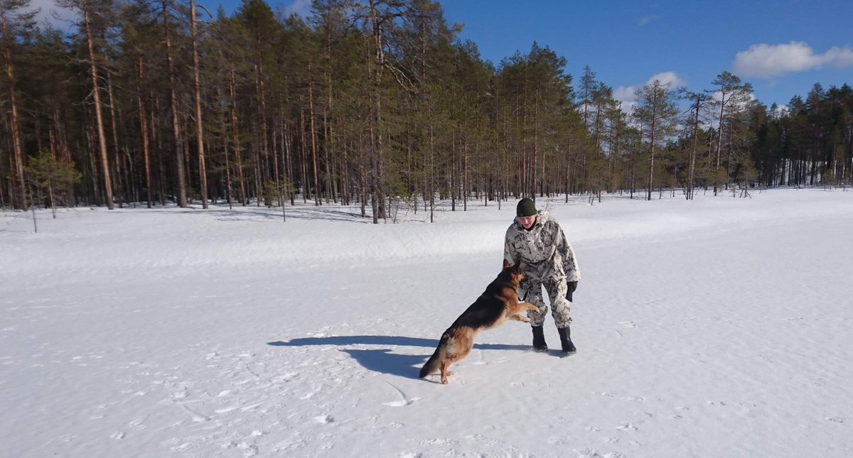 KainuunPR's tweet image. Koiranohjaajamme luovat suhdetta koiriinsa leikkimällä niiden kanssa maastossa.

Mikä onkaan parempaa tekemistä aurinkoisena talvipäivänä ainakaan Pikille, Köllille, Pinkalle ja Miinalle!

#kaipr #psvp #skos #maavoimat #sotakoira #virkakoira #intti