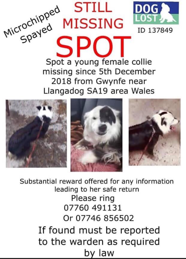 #colliemonday SPOT #missingdog since 5/12/18 while in #training young female #chipped #spayed #bordercollie #gwynfe near #llangadog #wales #sa19 
Where’d she go? #trainingdogs #collietrainer #workingbordercollie 
#workingcollie #sheepdogtraining 

facebook.com/groups/3627213…