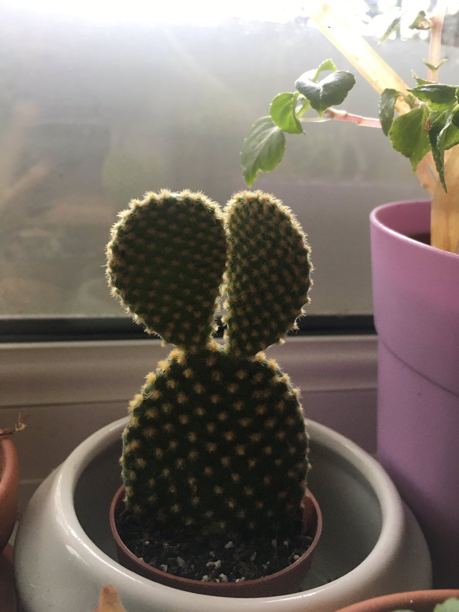 Morning! The bunny ears cactus, the opuntia microdasys. I know to water it when her ears droop a little or as I describe it, depressed ears  She’s in a vintage diner sugar bowl, bought from  #NYC  @FishsEddyNYC - of course I bought it because of the - can you spot it?