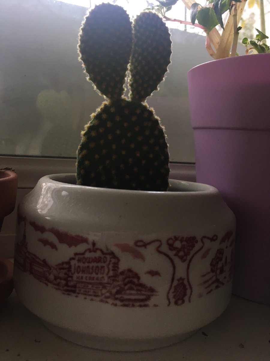 Morning! The bunny ears cactus, the opuntia microdasys. I know to water it when her ears droop a little or as I describe it, depressed ears  She’s in a vintage diner sugar bowl, bought from  #NYC  @FishsEddyNYC - of course I bought it because of the - can you spot it?