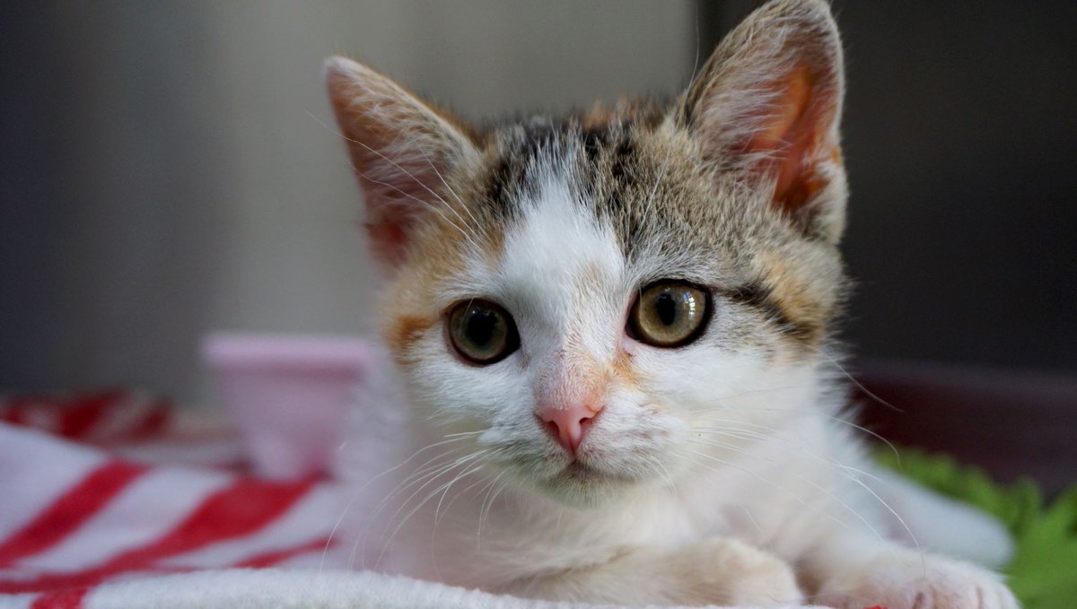 TogetherAnimals's tweet photo. Our members carry out lifesaving work helping thousands of animals who are homeless, neglected, or suffering from injury or disease 💻 https://t.co/CI4YC14WPM #charity #animalwelfare #MondayMotivaton https://t.co/NpLMjywrFI